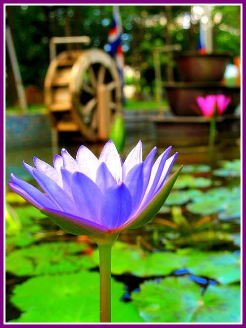 Blue Lotus Flower